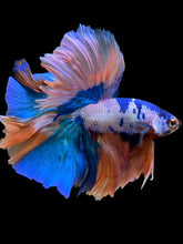 Load image into Gallery viewer, Male Rosetail - Candy #112 - Live Betta Fish
