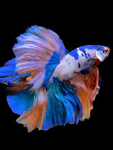 Load image into Gallery viewer, Male Rosetail - Candy #112 - Live Betta Fish
