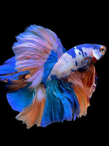 Male Rosetail - Candy #112 - Live Betta Fish