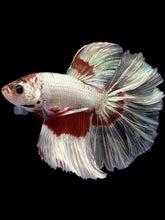 Load image into Gallery viewer, Male Halfmoon - Snow Copper #1135 - Live Betta Fish
