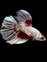 Load image into Gallery viewer, Male Halfmoon - Snow Copper #1135 - Live Betta Fish
