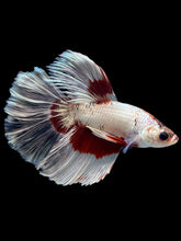 Load image into Gallery viewer, Male Halfmoon - Snow Copper #1135 - Live Betta Fish
