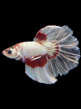 Load image into Gallery viewer, Male Halfmoon - Snow Copper #1135 - Live Betta Fish
