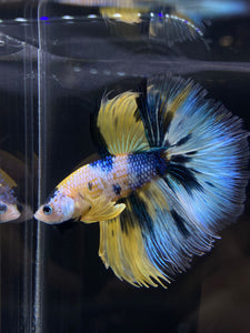 Male Halfmoon - Yellow Galaxy #1141 - Live Betta Fish