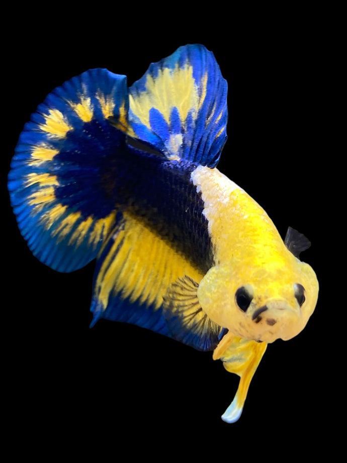 Male Halfmoon Plakat - Yellow FCCP #114 - Live Betta Fish