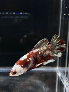 Male Halfmoon Plakat - Red Koi Copper #114 - Live Betta Fish