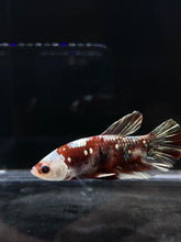 Load image into Gallery viewer, Male Halfmoon Plakat - Red Koi Copper #114 - Live Betta Fish
