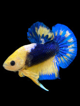 Load image into Gallery viewer, Male Halfmoon Plakat - Yellow FCCP #114 - Live Betta Fish
