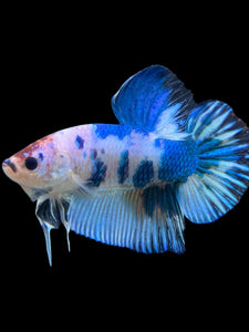 GIANT Male Halfmoon Plakat - Blue Cow #115 - Live Betta Fish