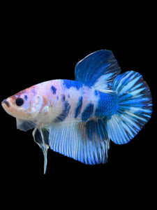 GIANT Male Halfmoon Plakat - Blue Cow #115 - Live Betta Fish