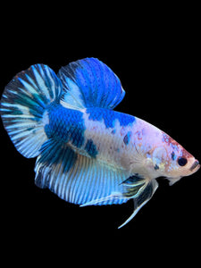 GIANT Male Halfmoon Plakat - Blue Cow #115 - Live Betta Fish