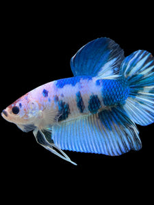 GIANT Male Halfmoon Plakat - Blue Cow #115 - Live Betta Fish