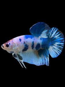 GIANT Male Halfmoon Plakat - Blue Cow #115 - Live Betta Fish