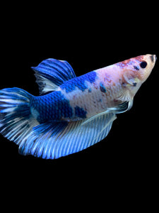 GIANT Male Halfmoon Plakat - Blue Cow #115 - Live Betta Fish