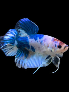 GIANT Male Halfmoon Plakat - Blue Cow #115 - Live Betta Fish