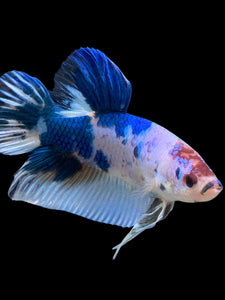 GIANT Male Halfmoon Plakat - Blue Cow #115 - Live Betta Fish