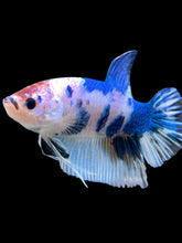 Load image into Gallery viewer, GIANT Male Halfmoon Plakat - Blue Cow #115 - Live Betta Fish
