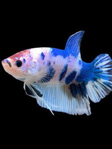 GIANT Male Halfmoon Plakat - Blue Cow #115 - Live Betta Fish