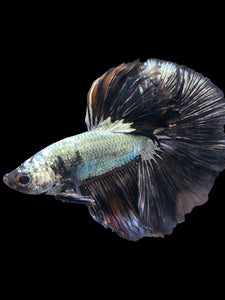 Male Halfmoon - Black Dragon #1162 - Live Betta Fish
