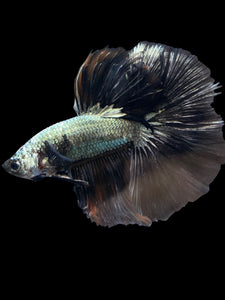 Male Halfmoon - Black Dragon #1162 - Live Betta Fish