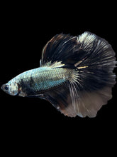 Load image into Gallery viewer, Male Halfmoon - Black Dragon #1162 - Live Betta Fish
