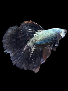 Male Halfmoon - Black Dragon #1162 - Live Betta Fish