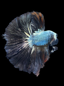 Male Halfmoon - Black Dragon #1162 - Live Betta Fish