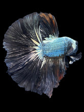 Load image into Gallery viewer, Male Halfmoon - Black Dragon #1162 - Live Betta Fish
