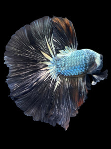 Male Halfmoon - Black Dragon #1162 - Live Betta Fish