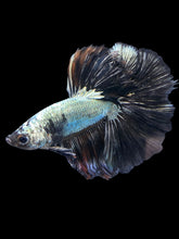 Load image into Gallery viewer, Male Halfmoon - Black Dragon #1162 - Live Betta Fish
