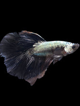Load image into Gallery viewer, Male Halfmoon - Black Dragon #1162 - Live Betta Fish
