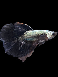 Male Halfmoon - Black Dragon #1162 - Live Betta Fish