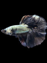 Load image into Gallery viewer, Male Halfmoon - Black Dragon #1162 - Live Betta Fish
