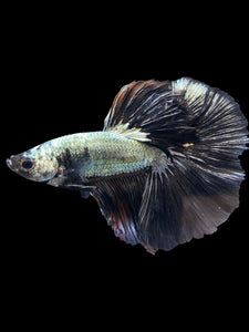 Male Halfmoon - Black Dragon #1162 - Live Betta Fish