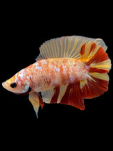 Load image into Gallery viewer, Male Double Tail - Nemo #1163 - Live Betta Fish
