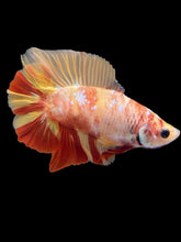 Load image into Gallery viewer, Male Double Tail - Nemo #1163 - Live Betta Fish
