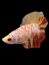 Load image into Gallery viewer, Male Double Tail - Nemo #1163 - Live Betta Fish
