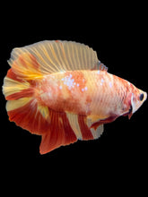Load image into Gallery viewer, Male Double Tail - Nemo #1163 - Live Betta Fish
