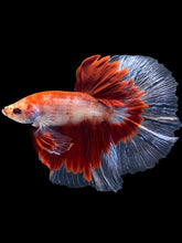 Load image into Gallery viewer, Male Halfmoon - Fancy Red #1166 - Live Betta Fish

