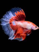 Load image into Gallery viewer, Male Halfmoon - Fancy Red #1166 - Live Betta Fish
