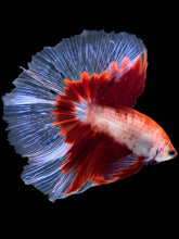 Load image into Gallery viewer, Male Halfmoon - Fancy Red #1166 - Live Betta Fish

