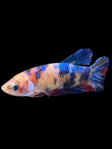 Female Halfmoon Plakat - Galaxy #1167 - Live Betta Fish