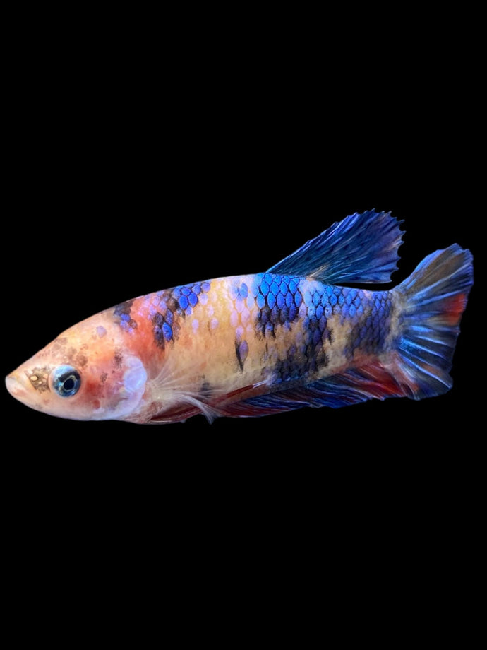 Female Halfmoon Plakat - Galaxy #1167 - Live Betta Fish