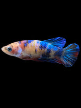 Load image into Gallery viewer, Female Halfmoon Plakat - Galaxy #1167 - Live Betta Fish
