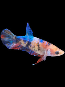 Female Halfmoon Plakat - Galaxy #1167 - Live Betta Fish