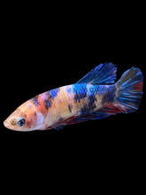 Load image into Gallery viewer, Female Halfmoon Plakat - Galaxy #1167 - Live Betta Fish
