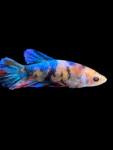 Female Halfmoon Plakat - Galaxy #1167 - Live Betta Fish