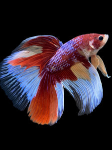 RARE GIANT Male Halfmoon - Multicolor #116 - Live Betta Fish