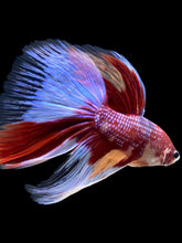 Load image into Gallery viewer, RARE GIANT Male Halfmoon - Multicolor #116 - Live Betta Fish
