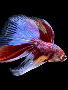 RARE GIANT Male Halfmoon - Multicolor #116 - Live Betta Fish